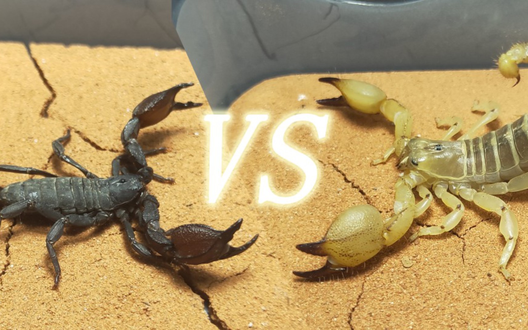 【微型猛兽】西藏类蝎大战中东金蝎