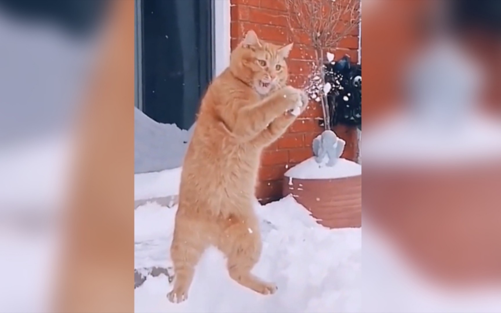 猫咪第一次看见雪,南方猫体会不到北方猫的快乐!哔哩哔哩bilibili