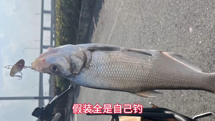 路亚打龟怎么办