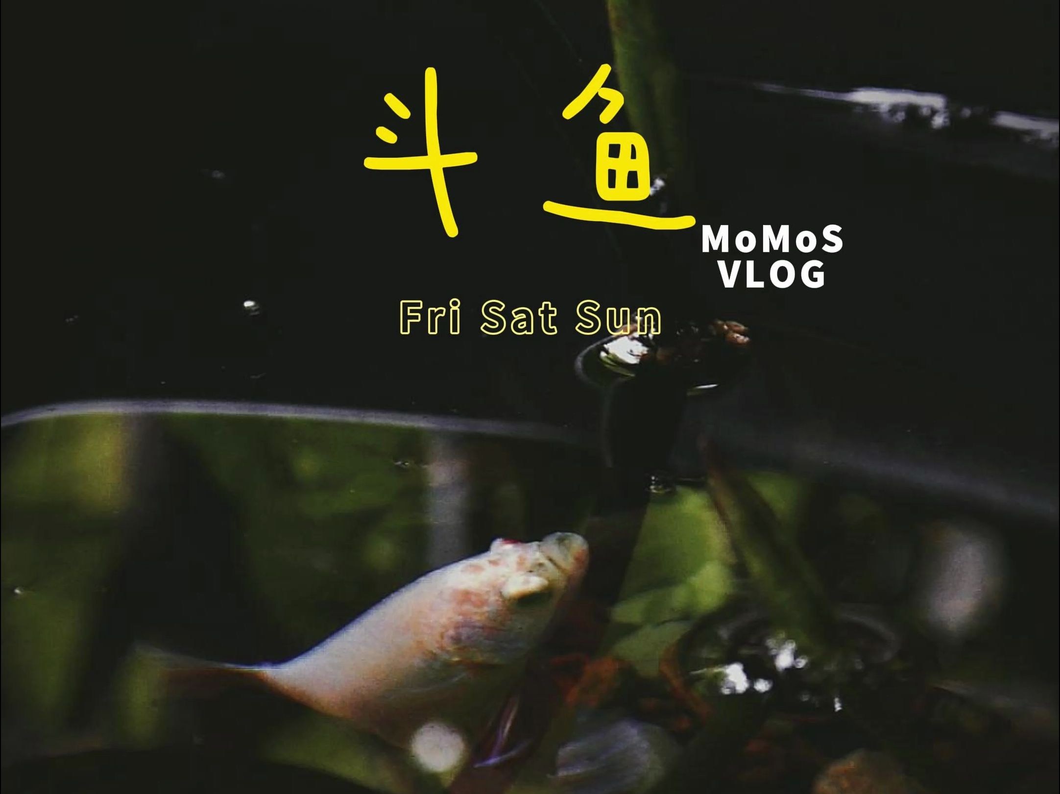 孤单的不是斗鱼,而是你