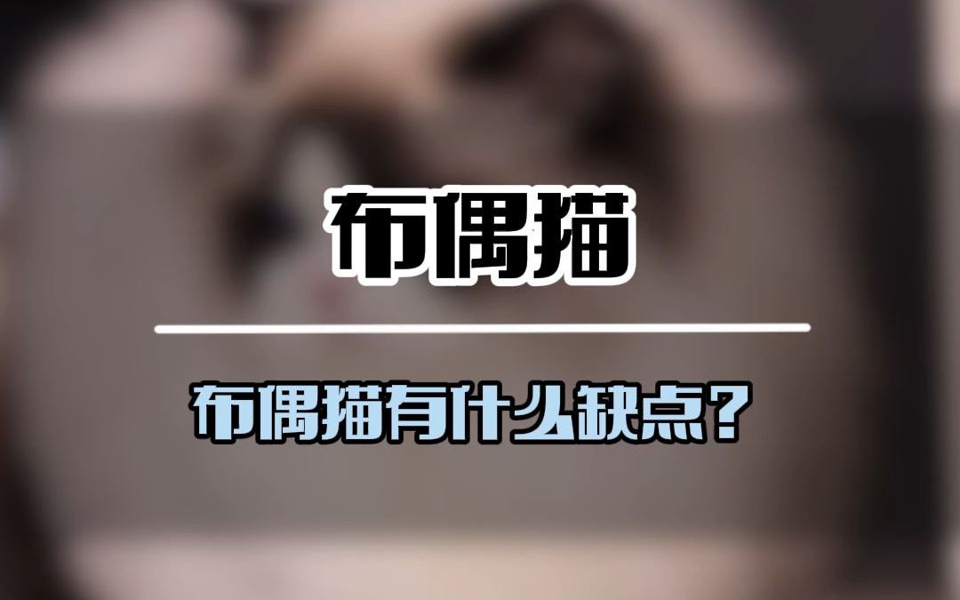 布偶猫有什么优缺点?(5601)哔哩哔哩bilibili