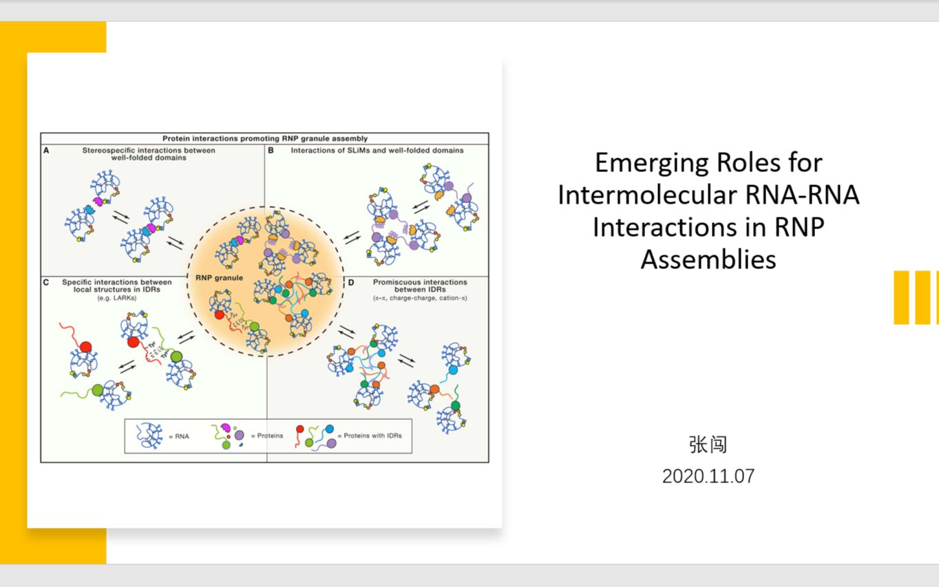 个人报告张闯RNP组装中的RNARNA互作哔哩哔哩bilibili