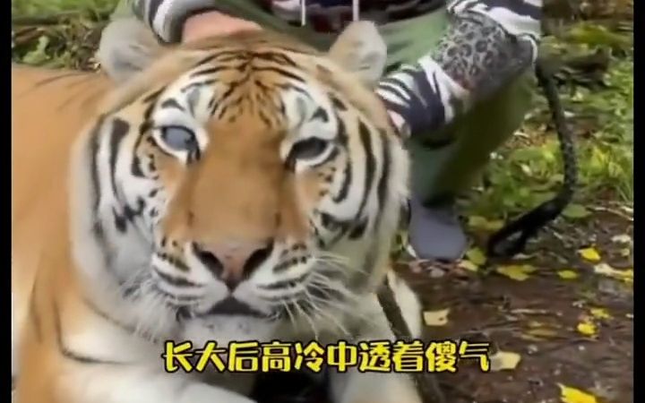 这么大的猫一顿吃多少猫粮啊???哔哩哔哩bilibili