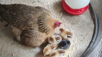 下载视频: 鸡妈妈教小鸡吃饭