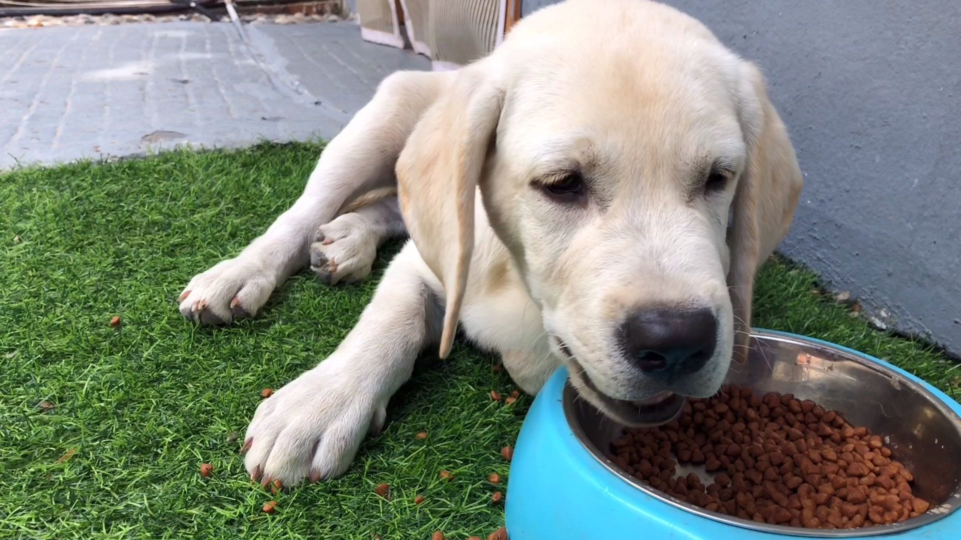 大耳朵拉布拉多变身大吃货,这嚼东西的声音也太下饭了