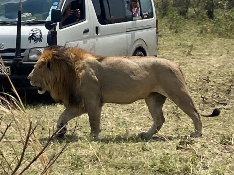 玛莎帅宝和狮群吃角马,周边全是年轻雄狮