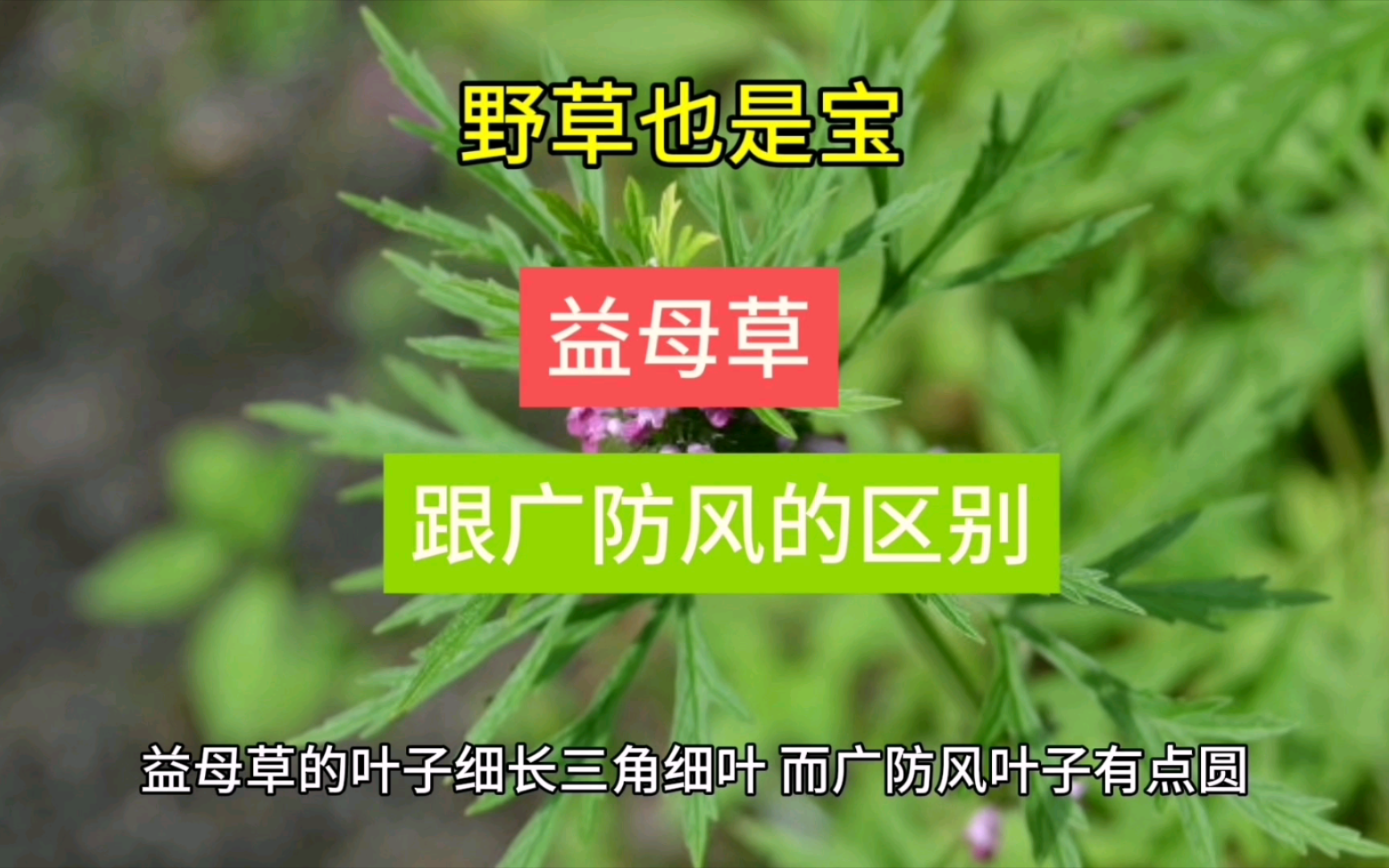 农村花花草草也是个宝,益母草跟广防风的区别,你学会了吗