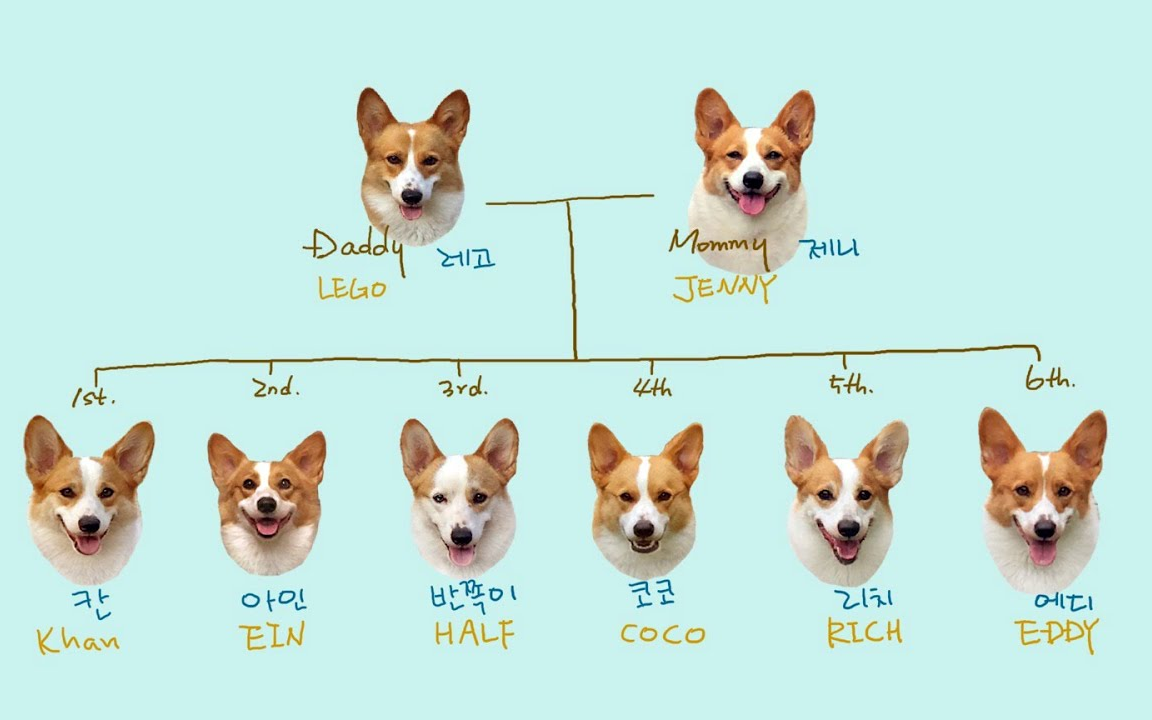 八只柯基的家庭关系介绍【柯基 8Corgi House】哔哩哔哩bilibili