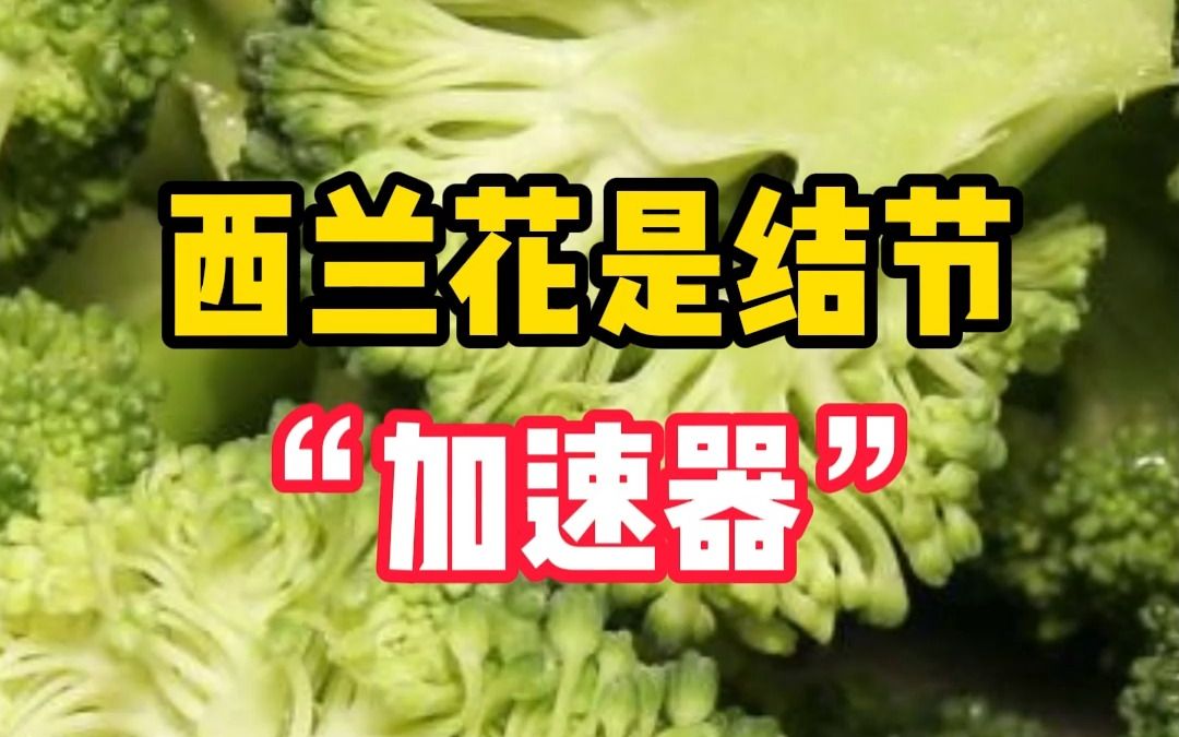 西兰花是结节 “加速器” 这是真的吗?哔哩哔哩bilibili