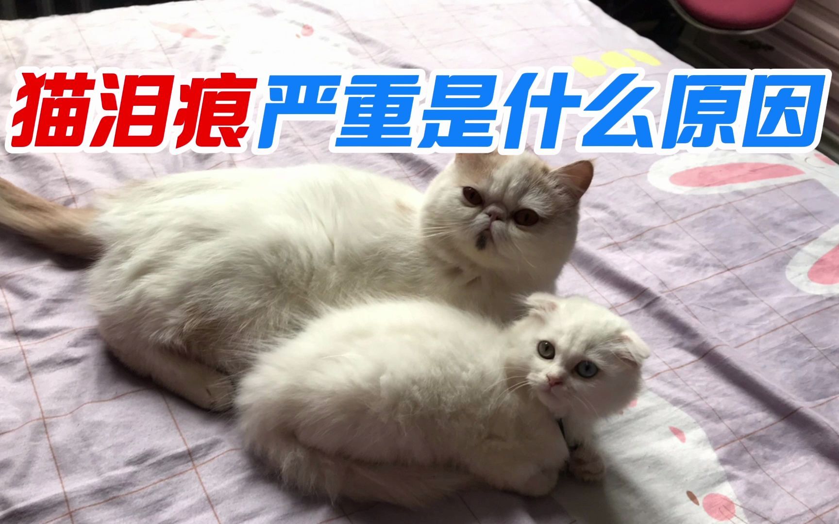 猫泪痕严重是什么原因哔哩哔哩bilibili