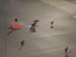 牛直接在马路上散步
