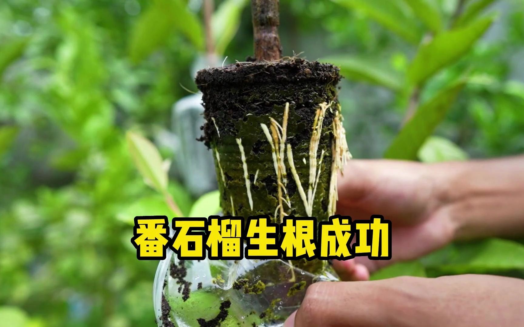 [图]万能生根小技巧，适合大部分植物，简单又实用