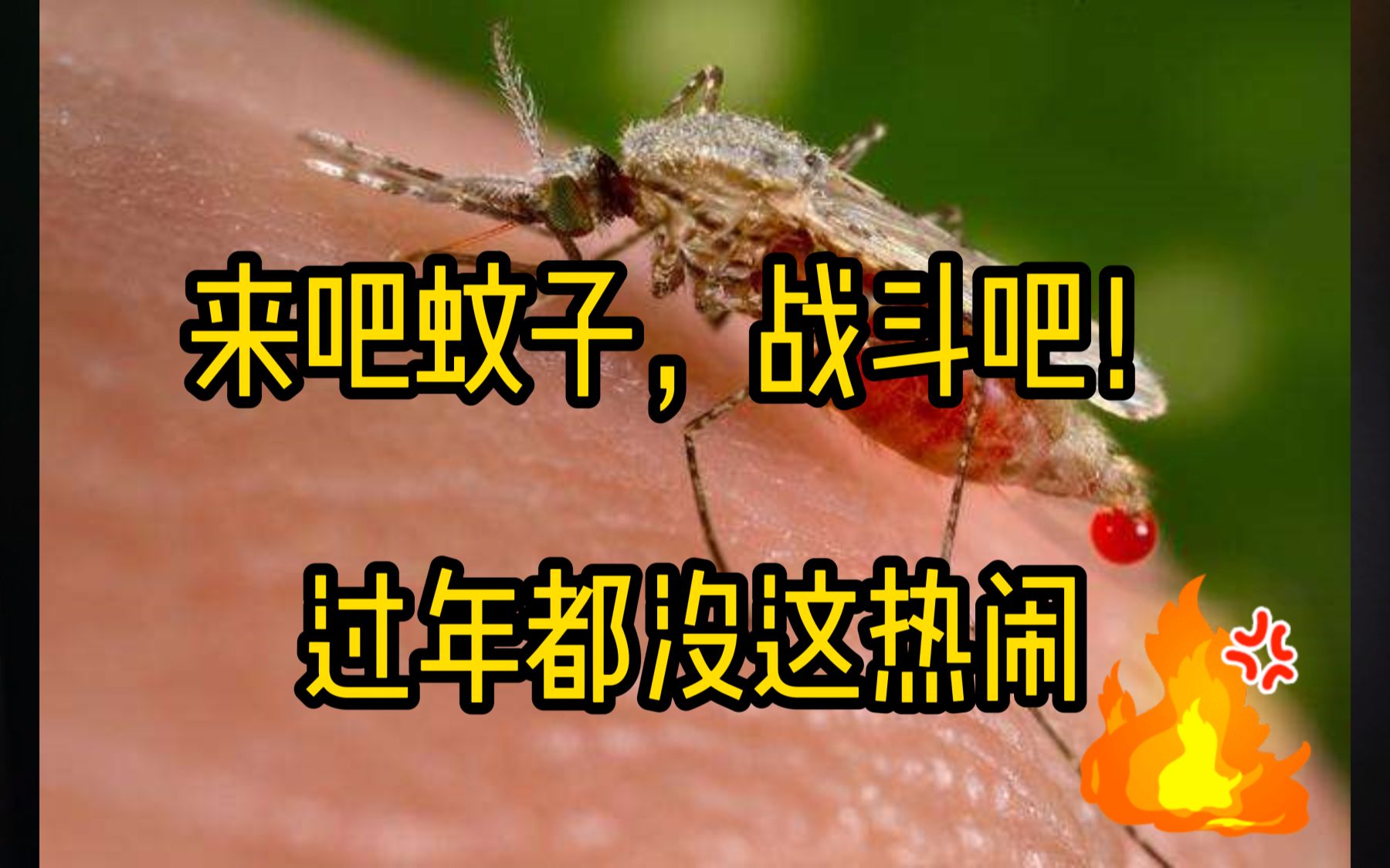 [图]【战斗吧蚊子+飞虫！】电蝇拍放炮仗过年都没这热闹