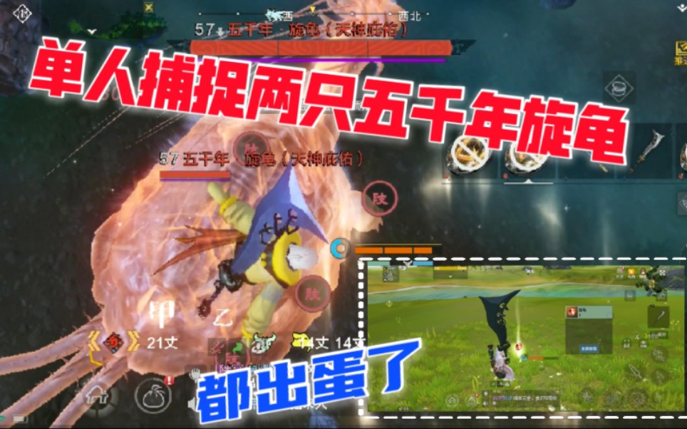 zb小生妄想山海单人连续捕捉两只五千年旋龟居然都出蛋了