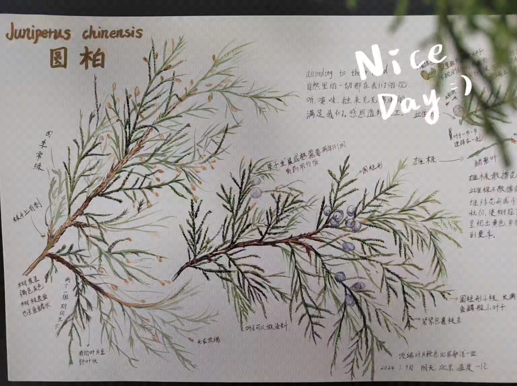 自然笔记之圆柏