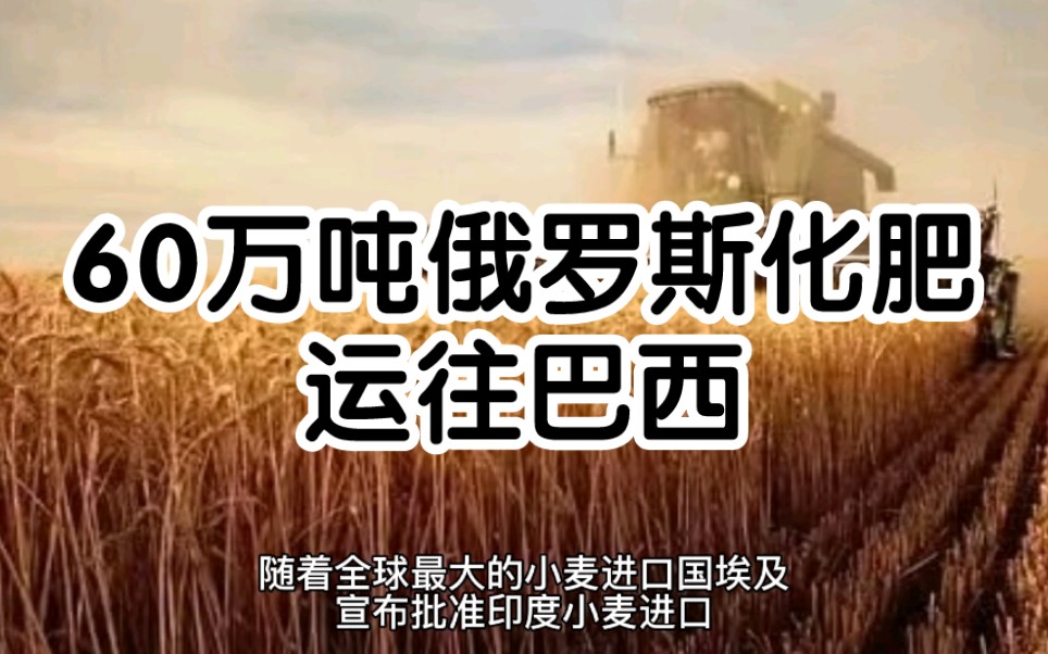 60万吨俄罗斯化肥运往巴西,能否缓解潜在粮食供应危机?国内小麦现货价格同比大涨,缘何中储粮轮换拍卖出现流拍?哔哩哔哩bilibili