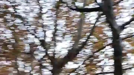 [图]梧桐叶落三更雨，声声叶叶是别离。