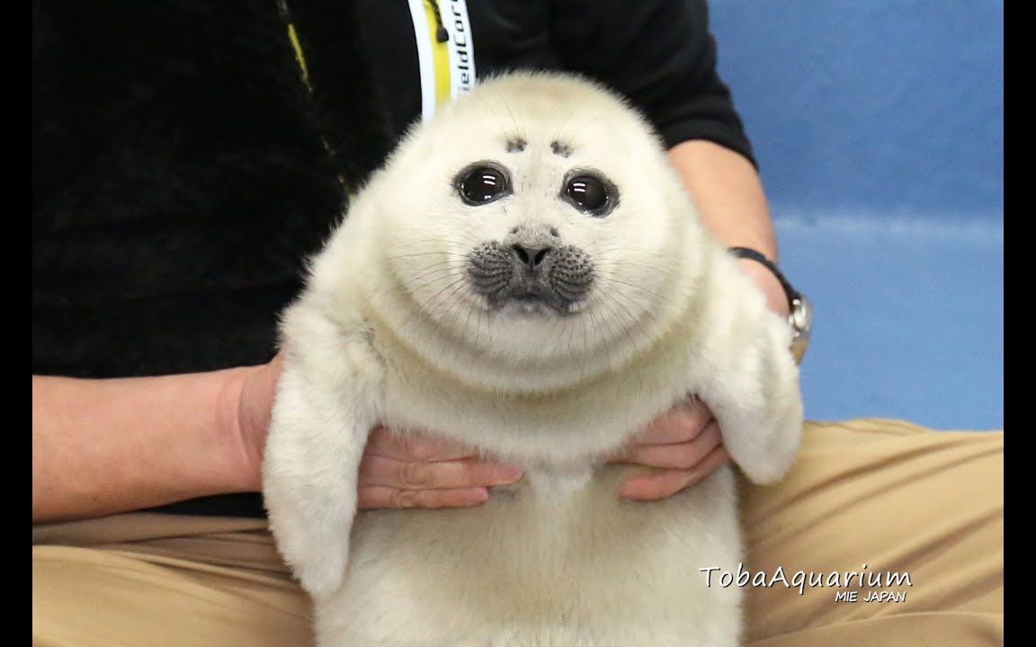 日本水族馆小海豹宝宝成长日记大眼睛nico从小就闪闪惹人爱