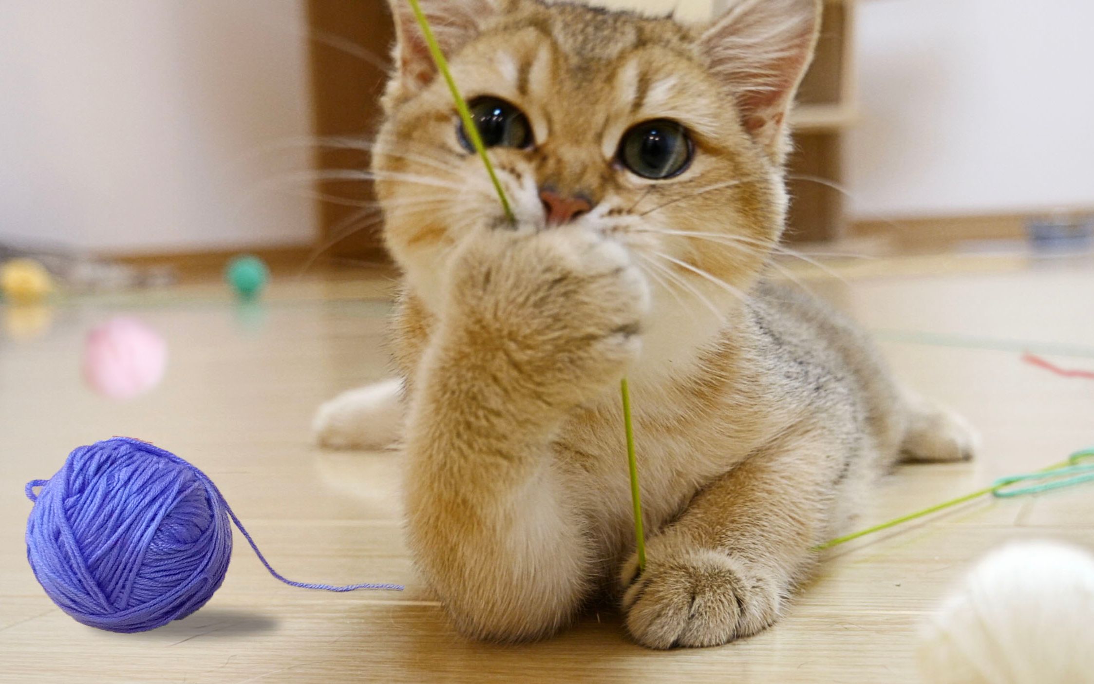 当3只猫咪遇到20个毛线球,家里变成纺织厂,不摔死是命大!