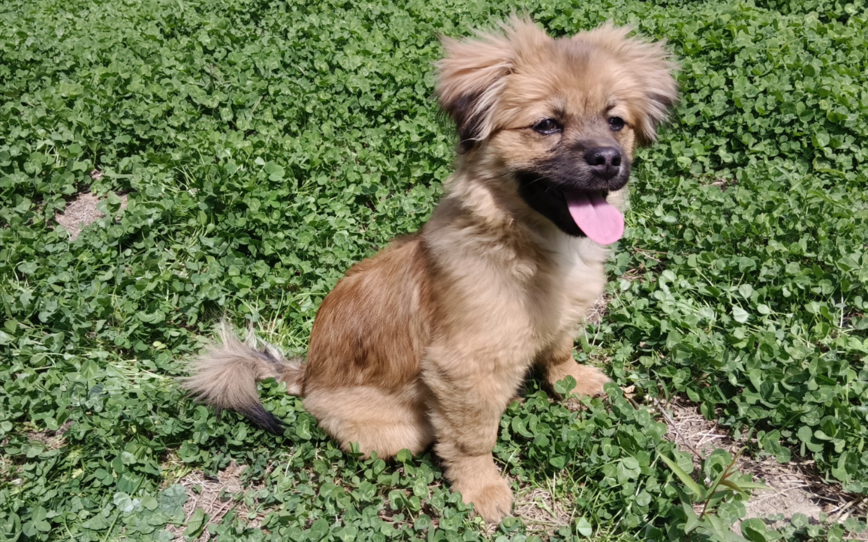 一只小狗崽能可爱到什么程度