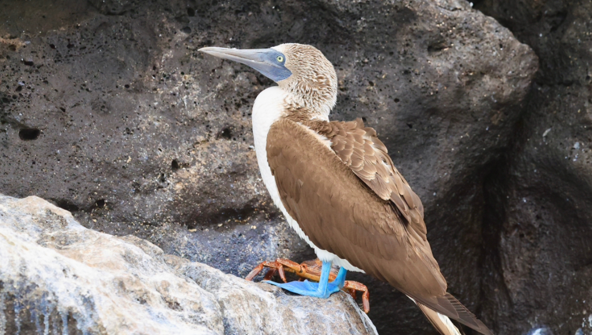 蓝脚鲣鸟！加拉帕戈斯d2见闻