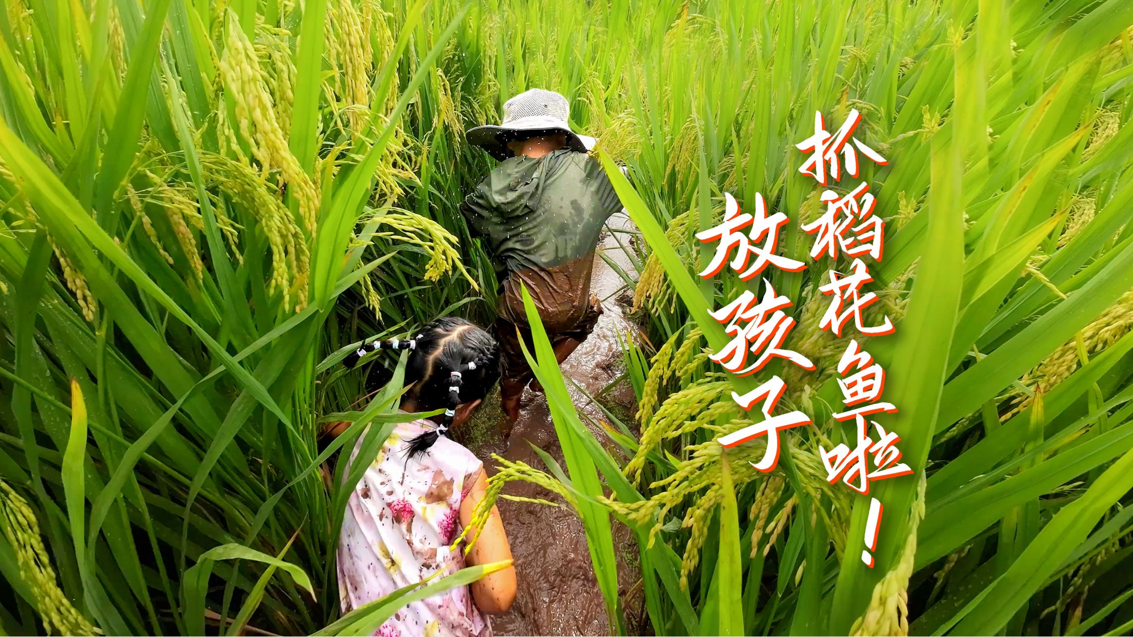 稻花鱼丰收季：农村暑假，赶紧放孩子，去抓稻花鱼啦！