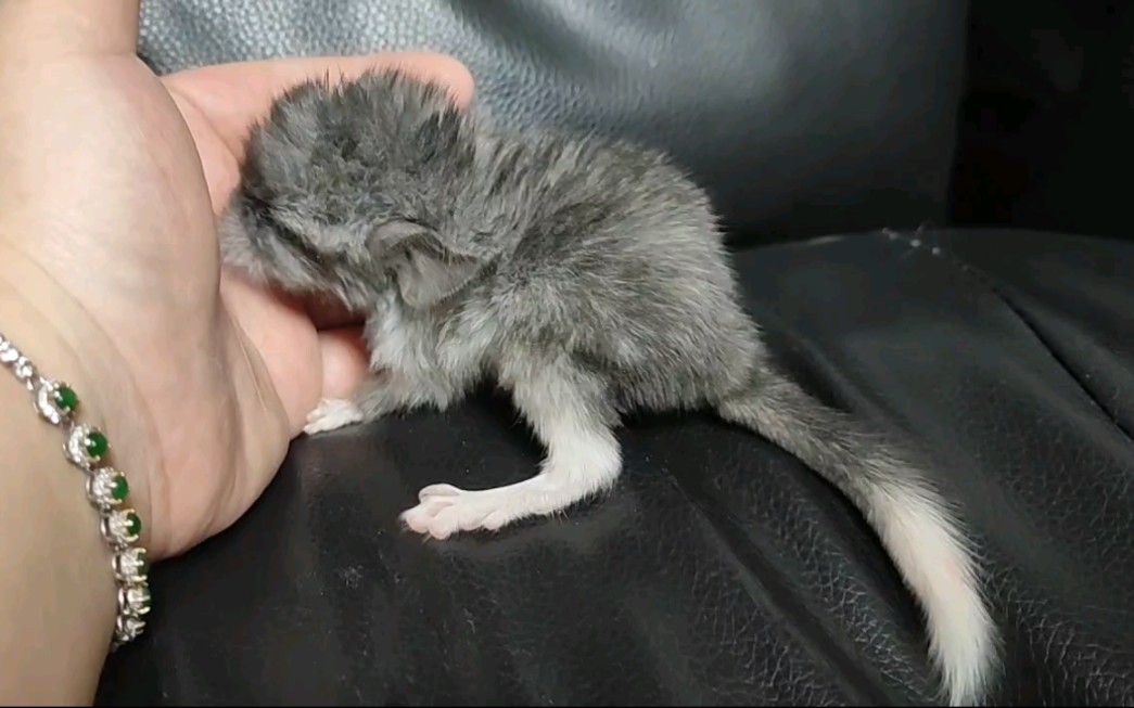 今天上午刚出生的小龙猫,快来看看呀!