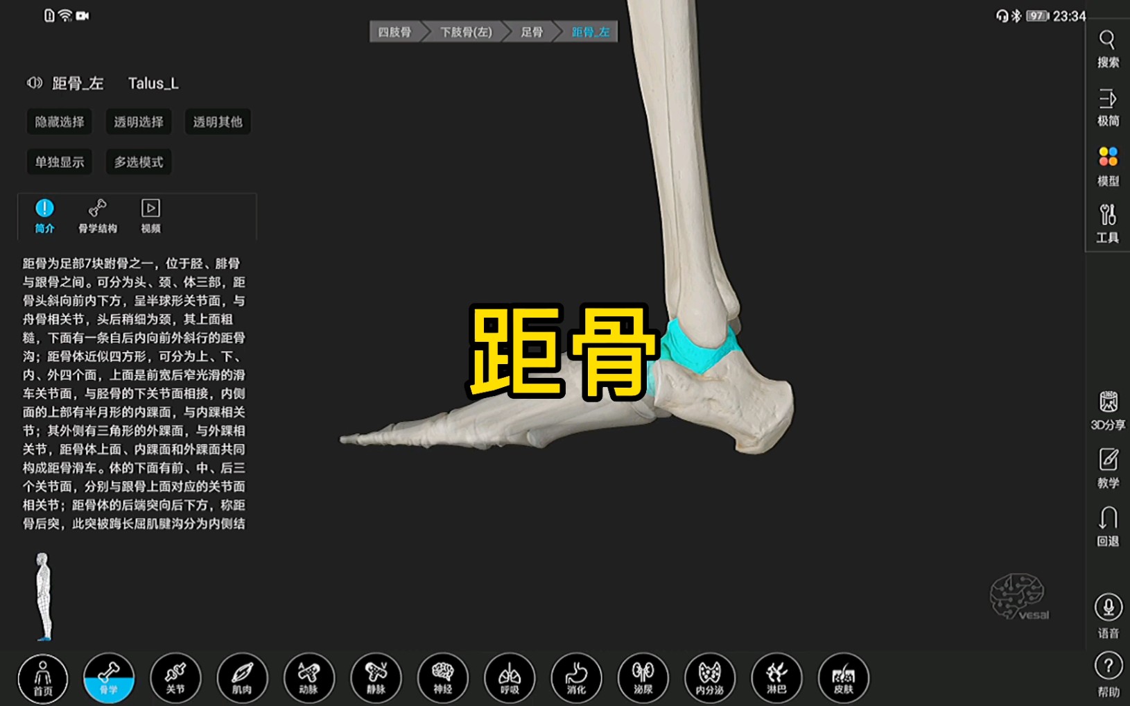 距骨的3d解剖