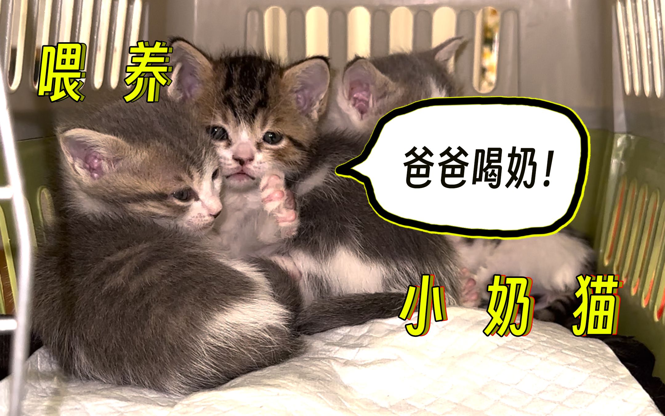 喂了5只小奶猫后,我终于理解了一个母亲的痛哔哩哔哩bilibili