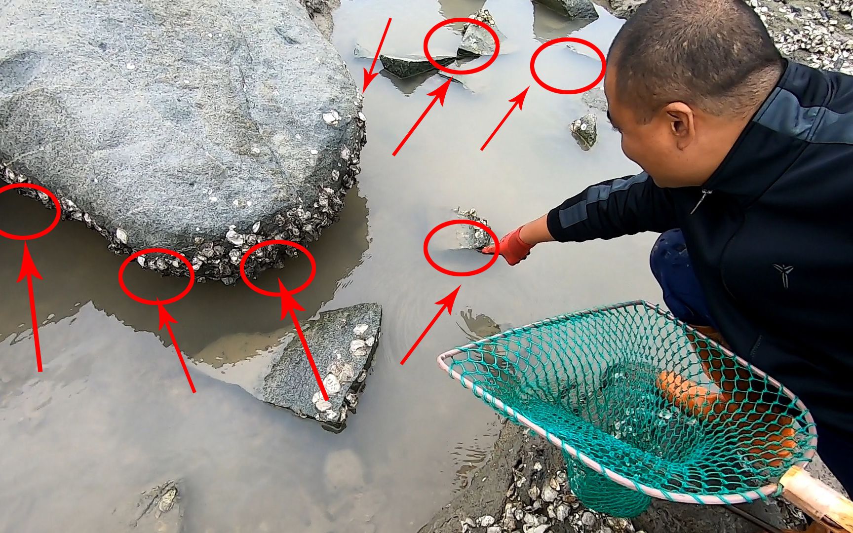 大熊前往荒岛赶海,遇到群居剧毒鱼群,毒性在海洋生物里排名第四