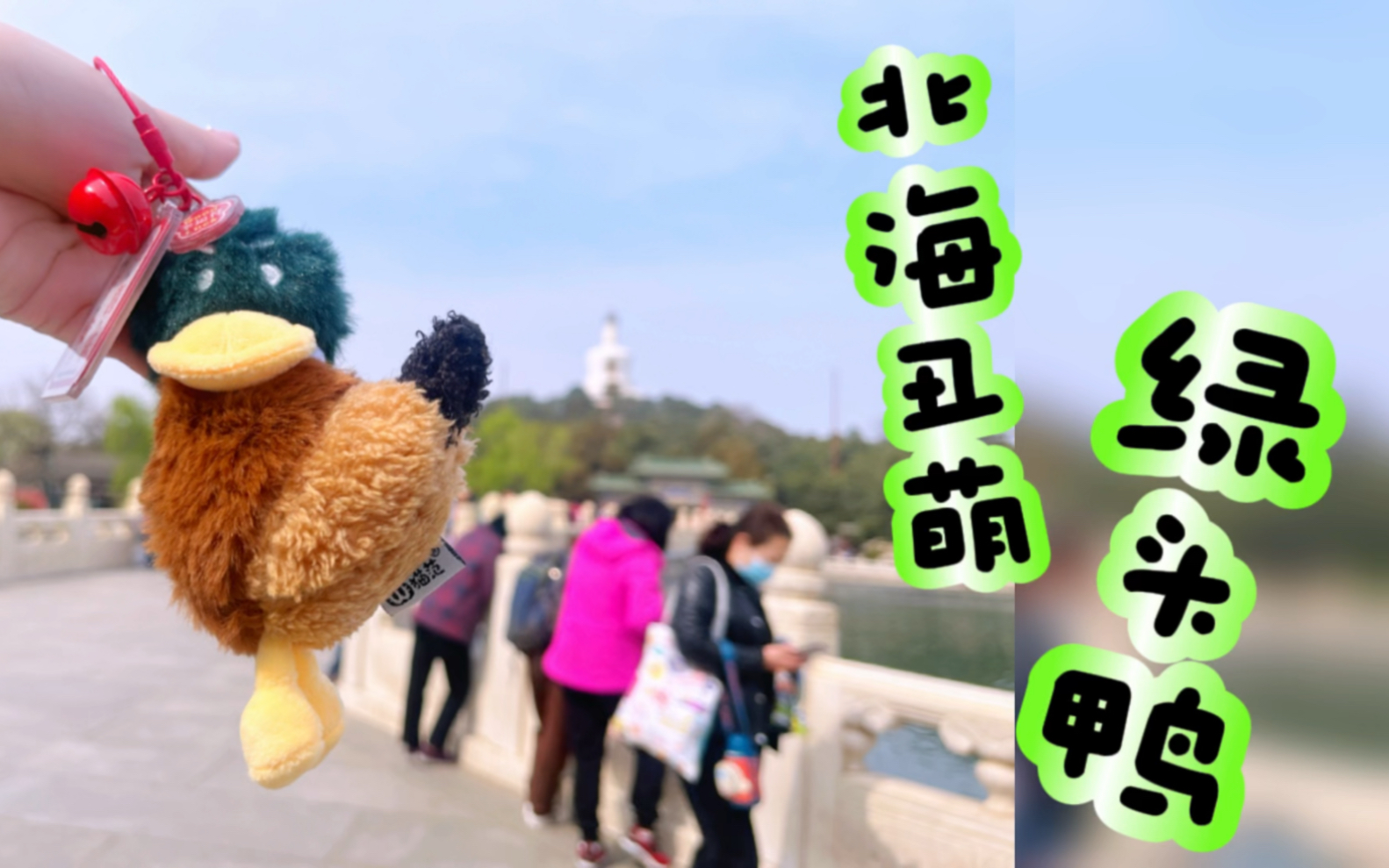北海丑萌绿头鸭