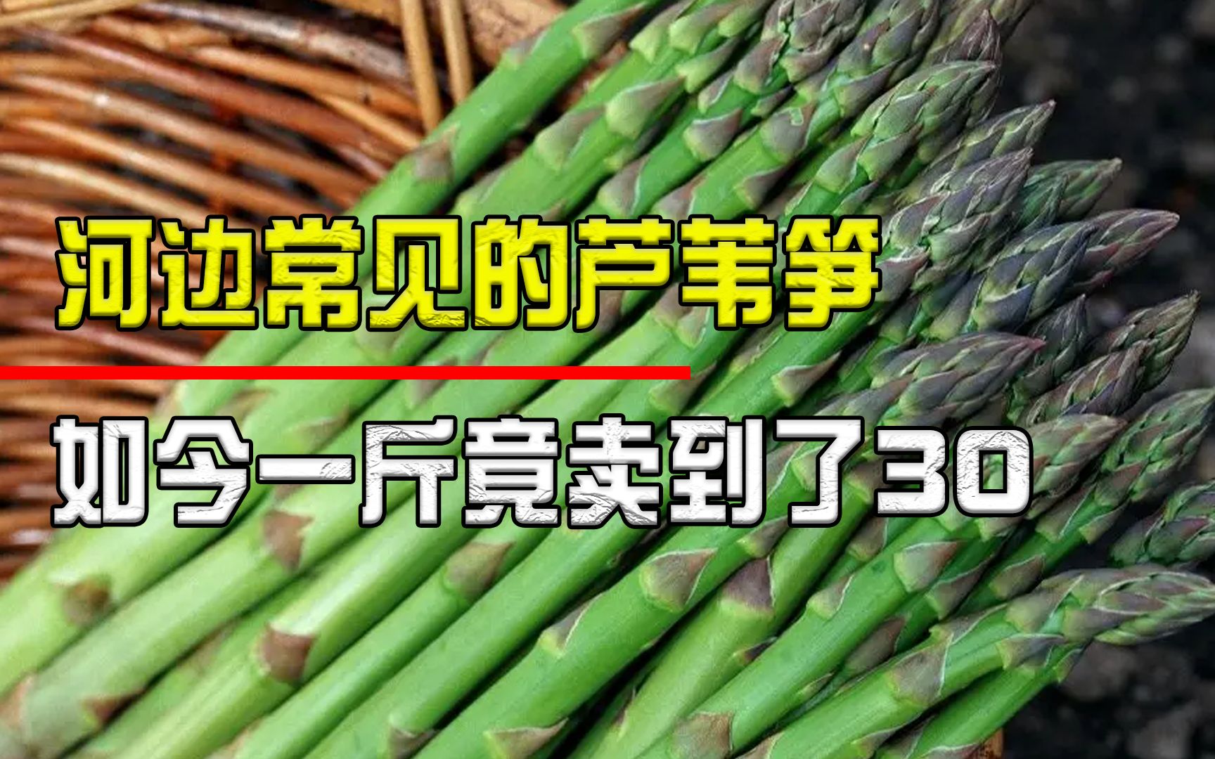 生长在河边却似笋非笋,芦苇笋如今成了上佳野菜,一斤竟卖到30元哔哩哔哩bilibili