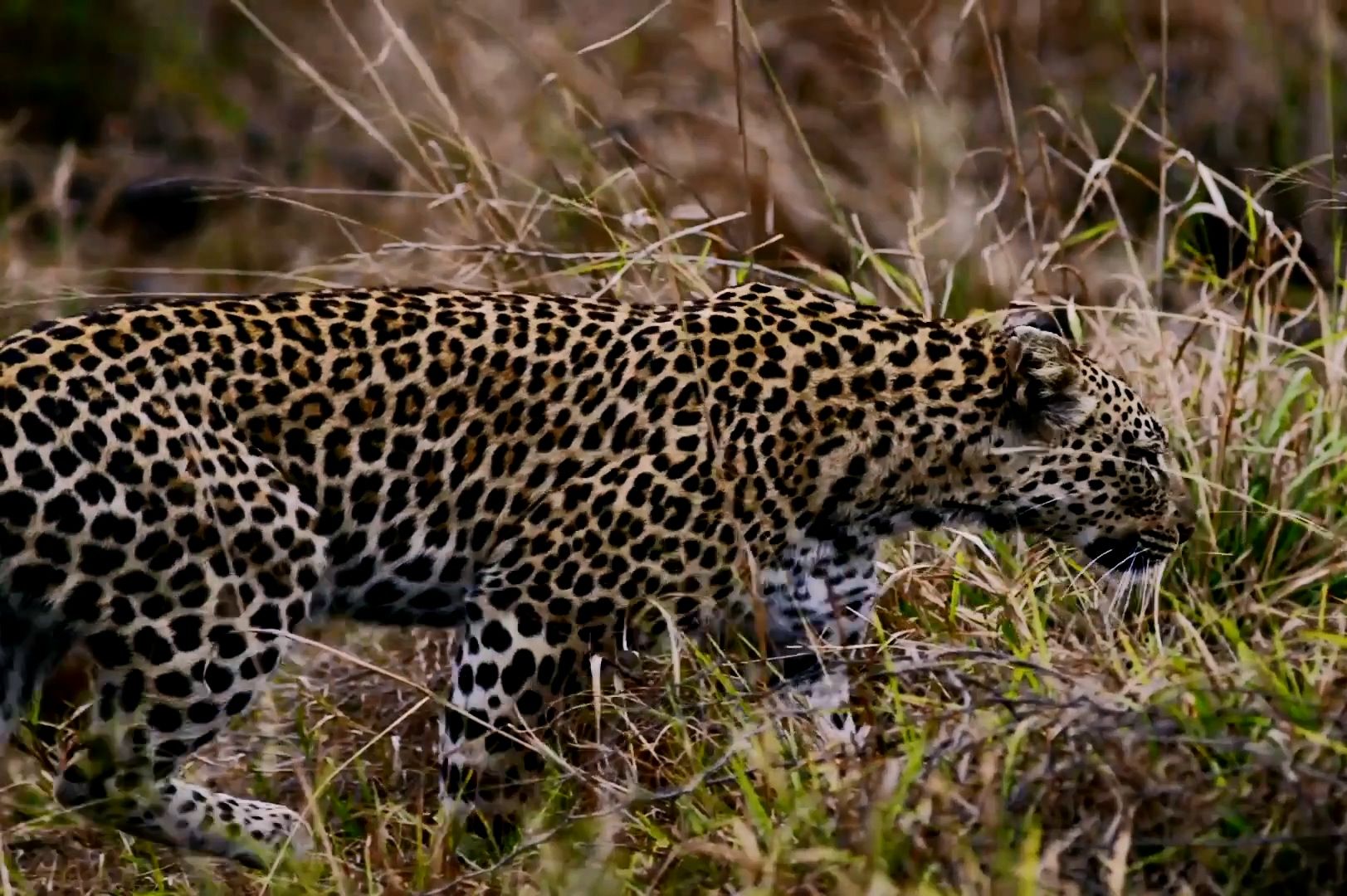 小花豹离开舒适圈后会面临怎样的局面?猎食和领地都并非易事!