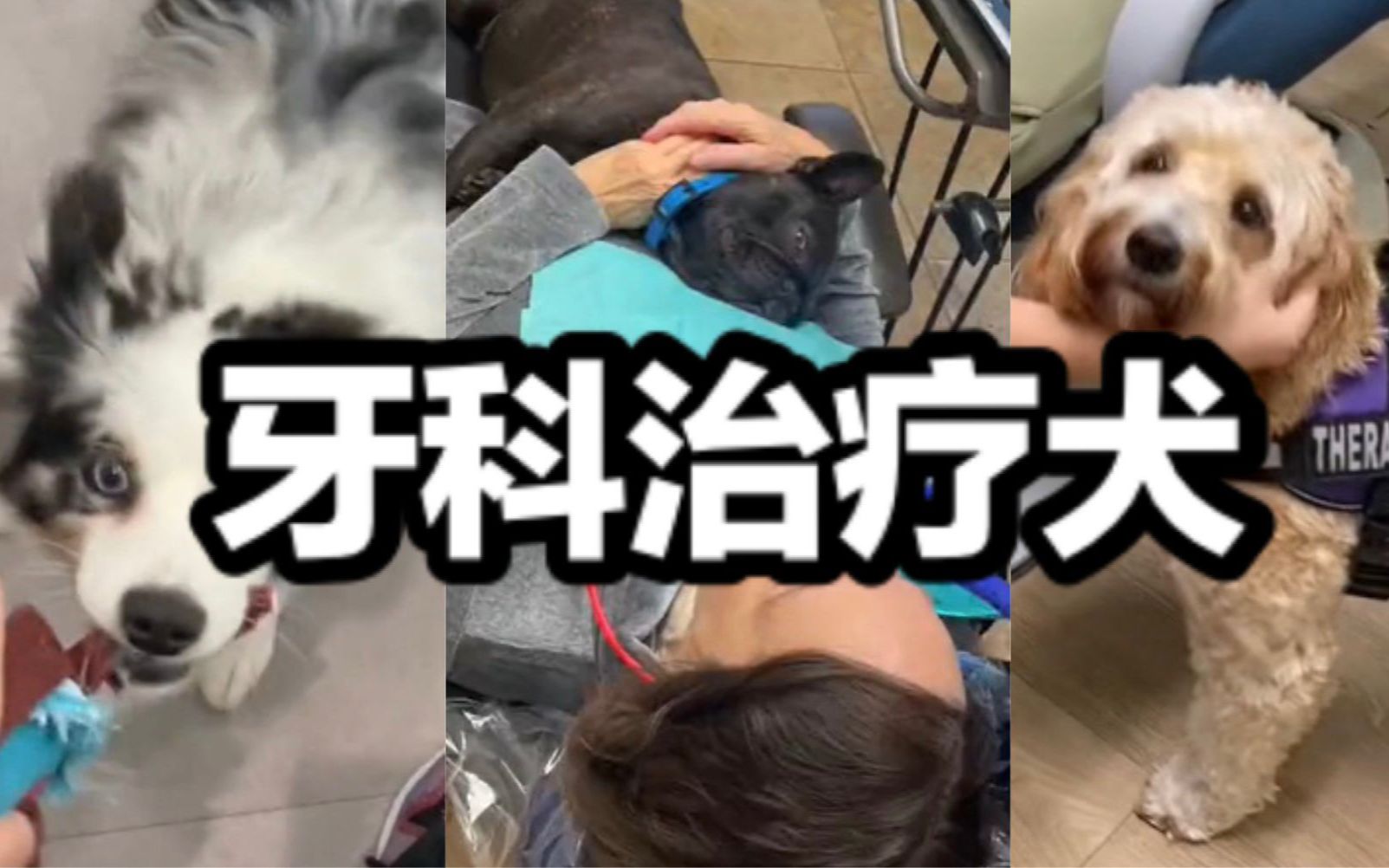 牙科治疗犬们的工作日常哔哩哔哩bilibili