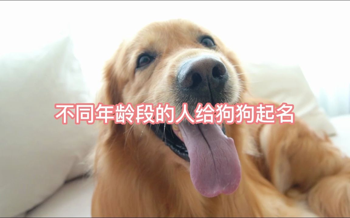 【在线云养狗】不同年龄段给狗狗取名哔哩哔哩bilibili