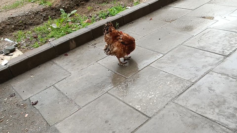 决明子蹄决明钝叶决明假绿豆草决明