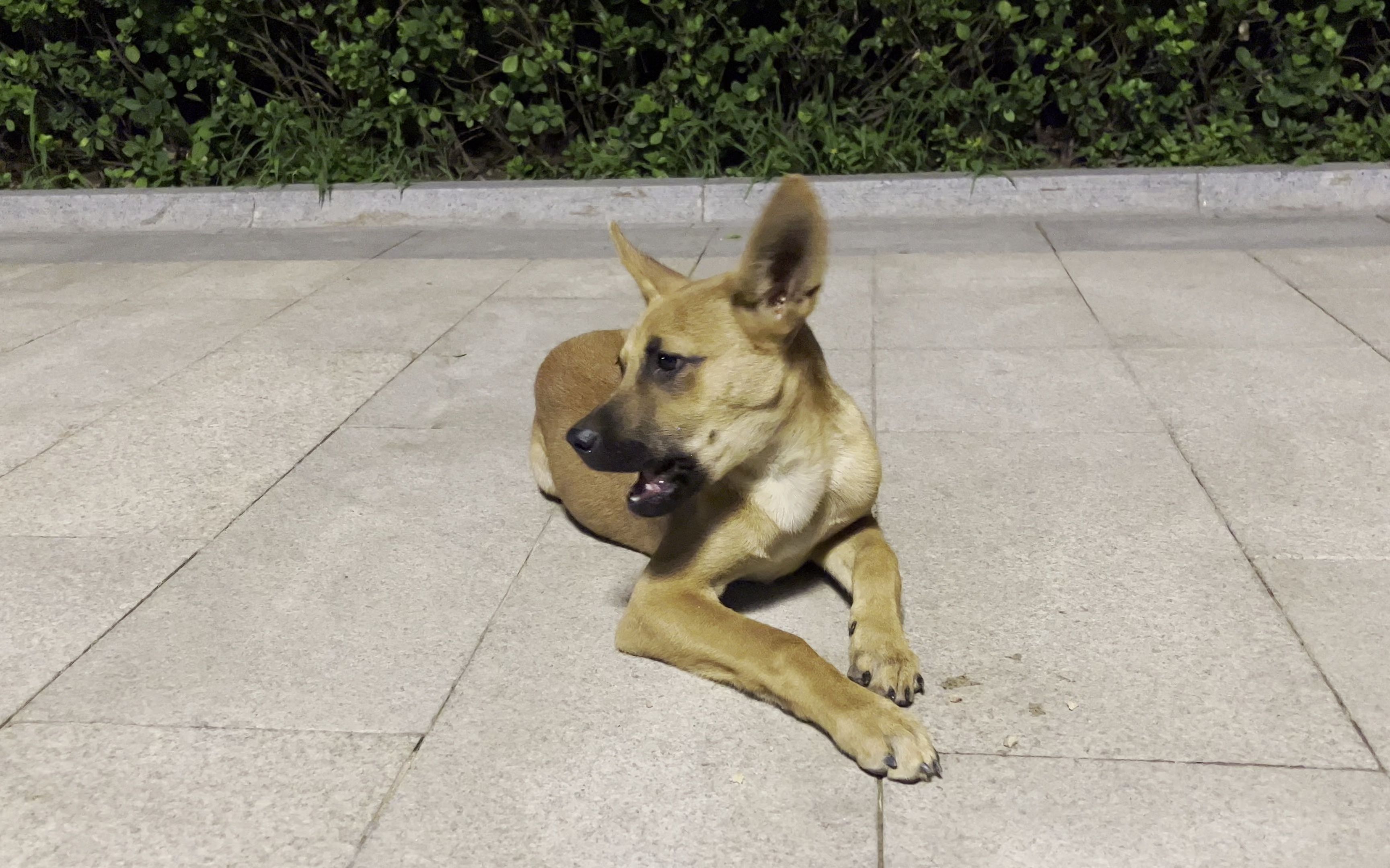 iphone13夜间4k杜比视频测试小狗吃东西