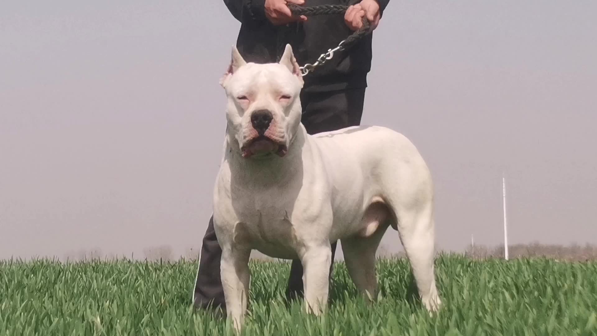 阿根廷杜高 猎犬之王