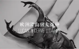 欧洲深山锹形虫 搜索结果 哔哩哔哩 Bilibili 欧洲深山锹形虫 搜索结果 哔哩哔哩 Bilibili