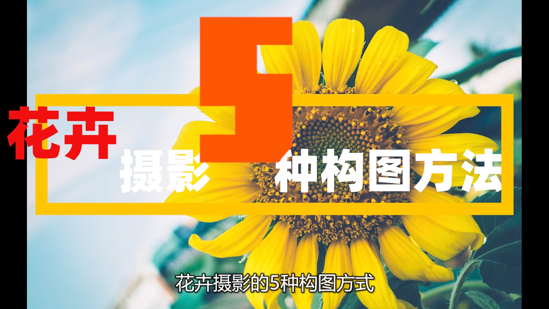 拍花的5种构图方法哔哩哔哩bilibili