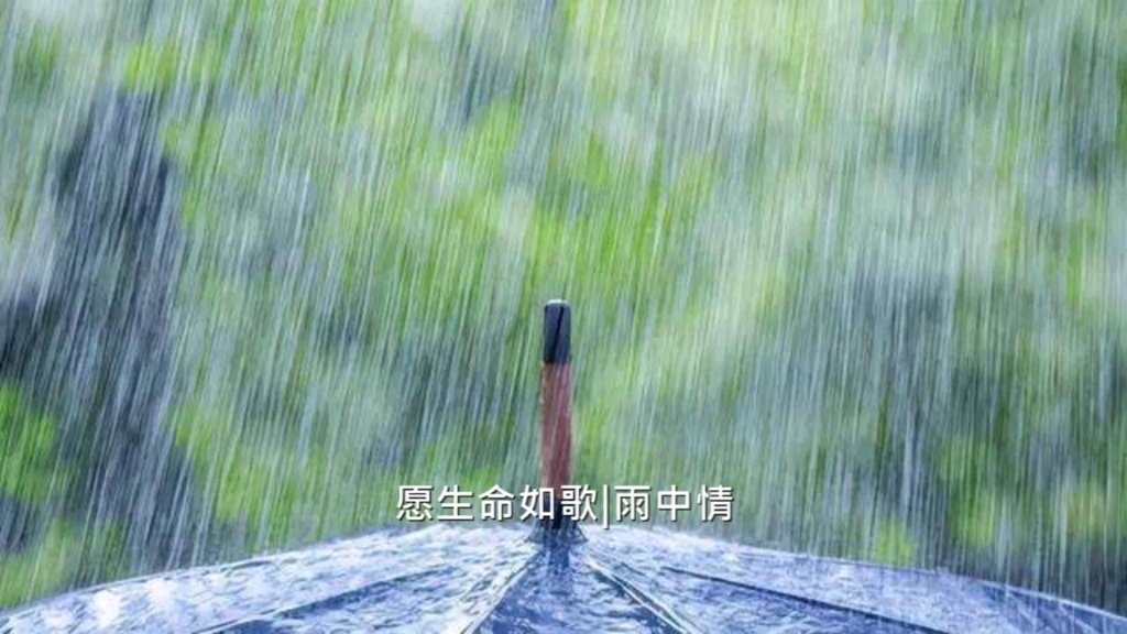 [图]愿生命如歌|雨中情