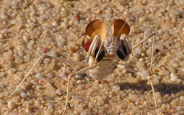 帕特丽夏的蠢萌埃螳沙漠螳螂交配尝试