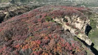 Tải video: 石家庄荒废的景区，既能看红叶还能摘柿子