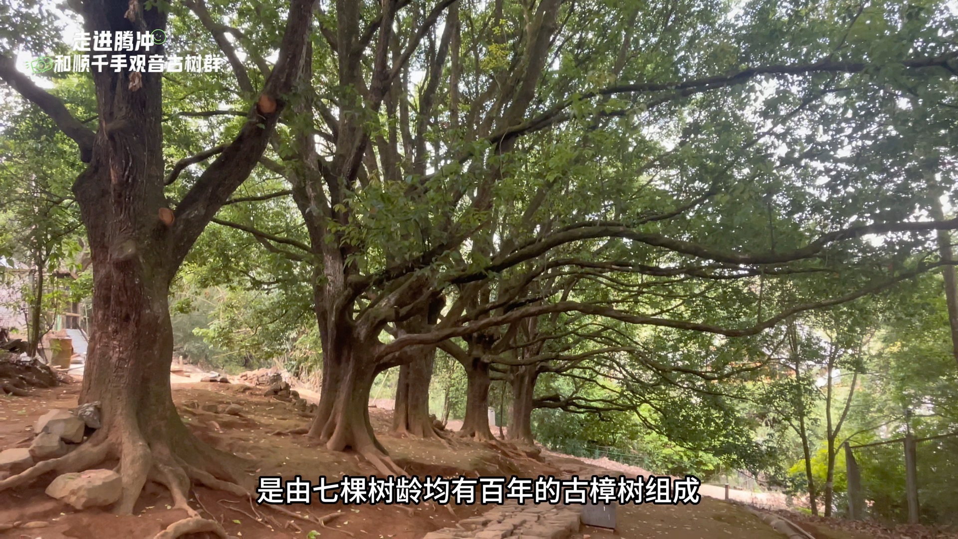 走进腾冲和顺古镇千手观音古树群