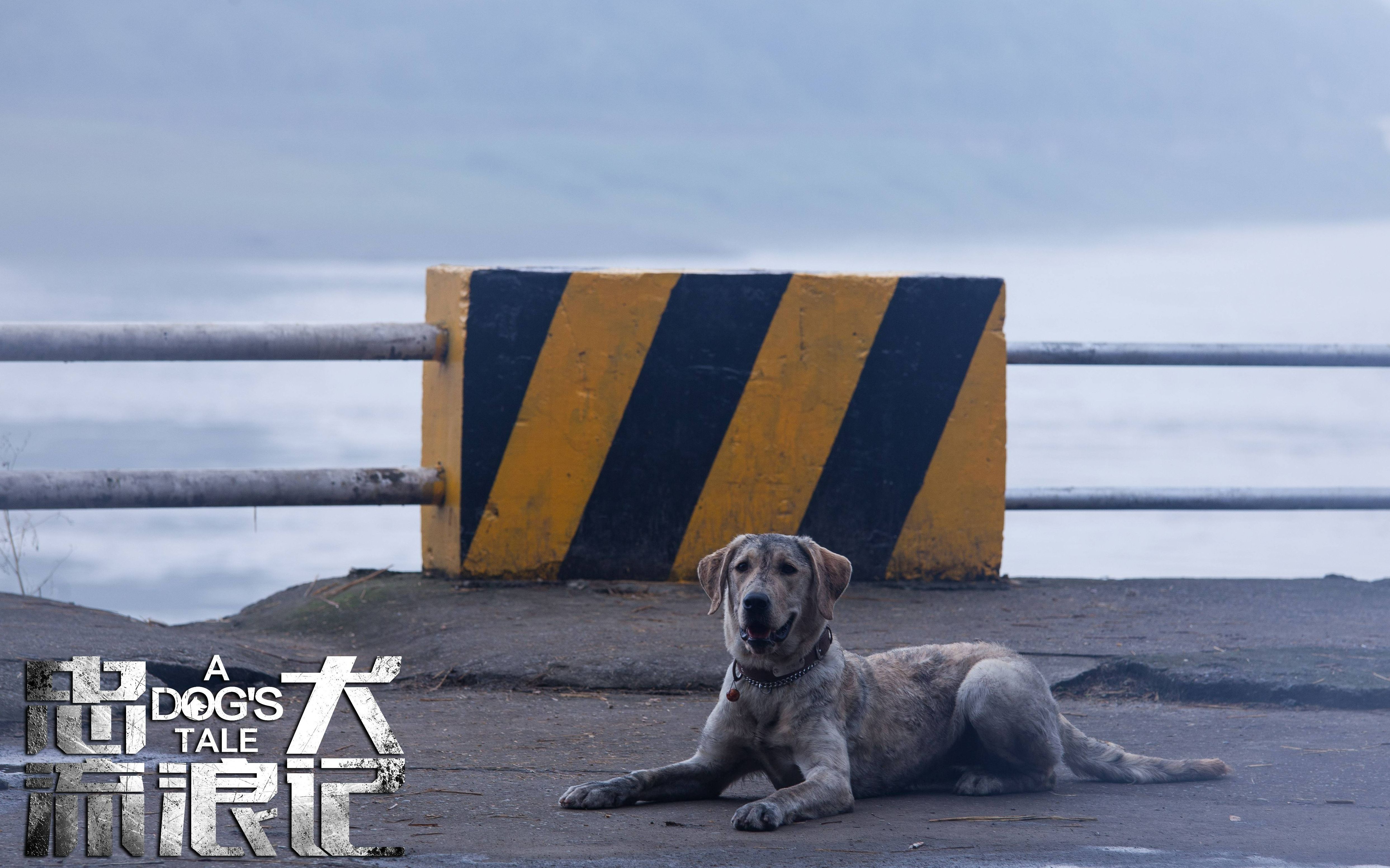 《忠犬流浪记》解说(下),这个电影很好哭哔哩哔哩bilibili