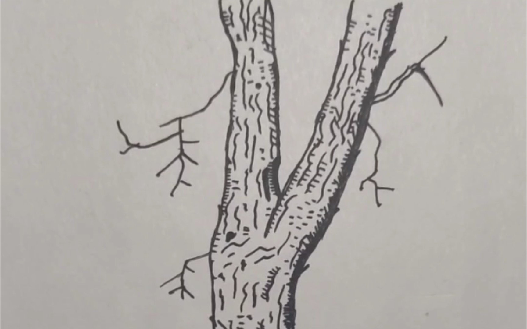 手绘树干