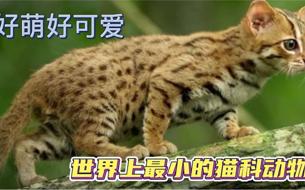 好萌啊 世界上最小的猫科动物
