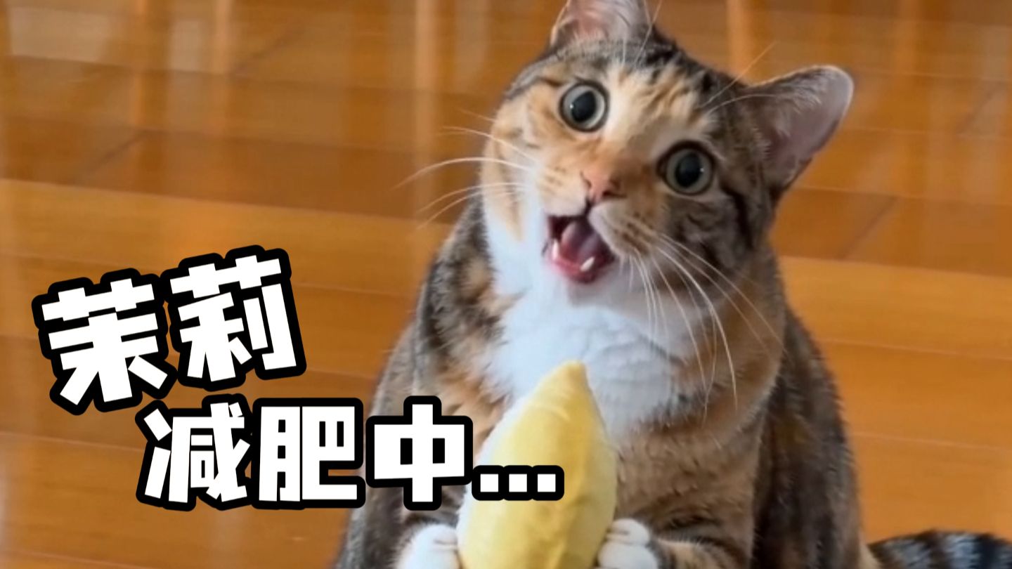 茉莉减肥中，请勿干扰！