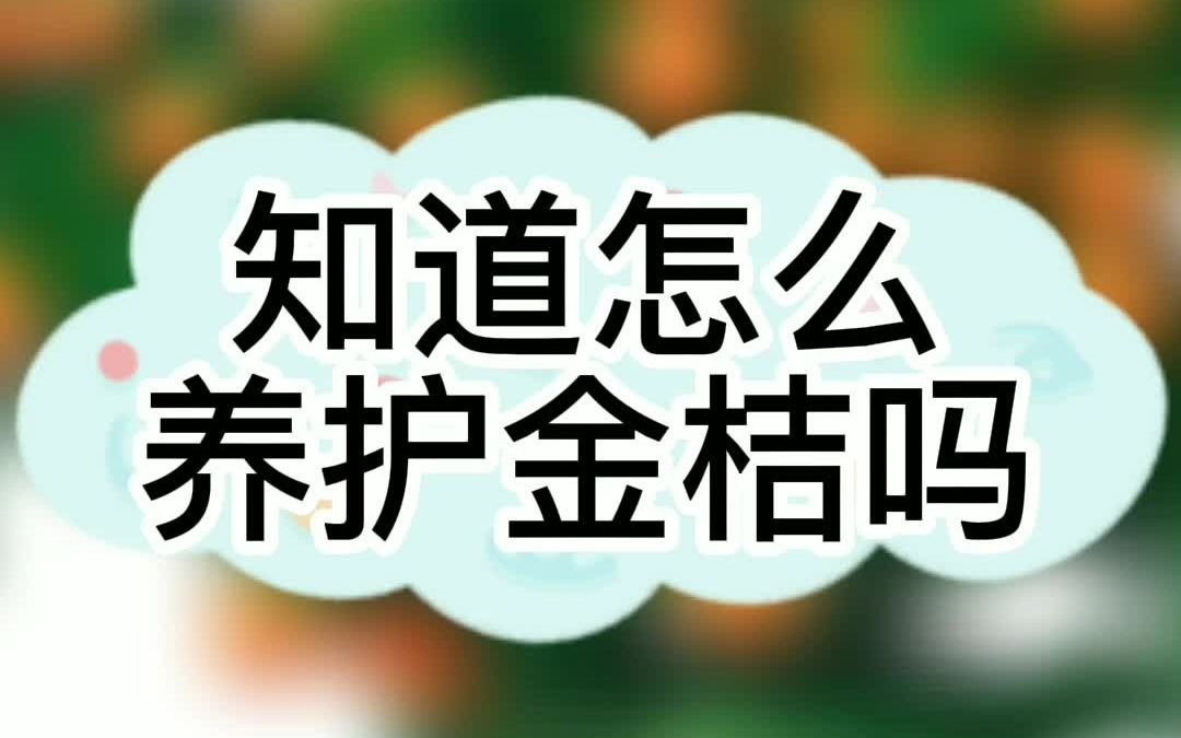 知道怎么养护金桔吗哔哩哔哩bilibili