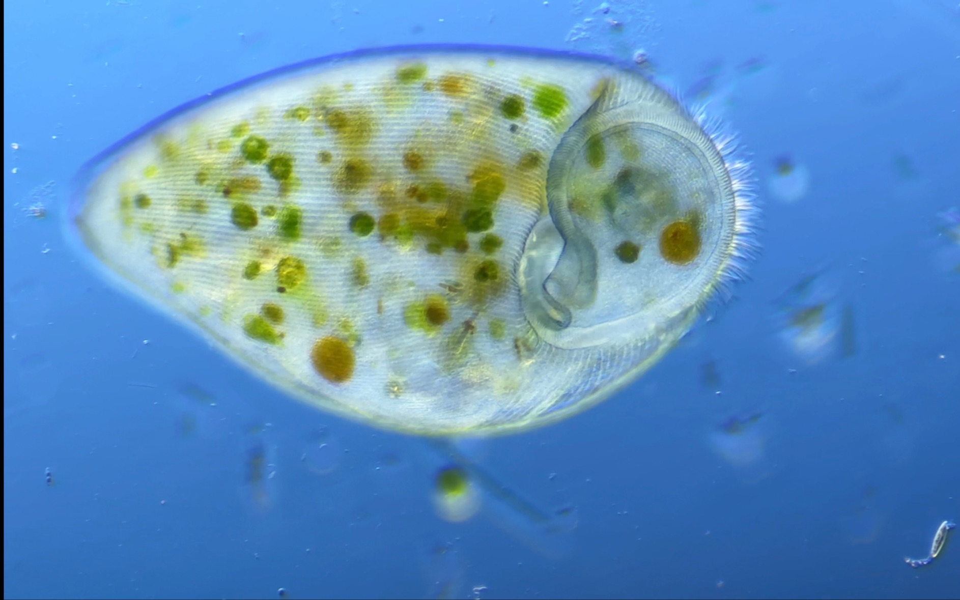 肉眼可见的单细胞动物:单细胞大漂亮!